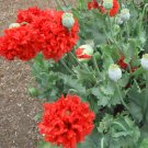 80 Peony Poppy Red Scarlet Pompon Papaver Seeds 80 Peony Poppy Red Scarlet Pompon Papaver Seeds