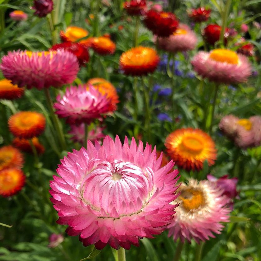 50 Strawflower Mix Double Tall Everlasting Helichrysum Seeds