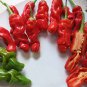 10 Heirloom Peter Pepper Chile Pepper Seeds
