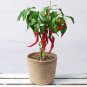 30 Red Cayenne Chili Pepper Capsicum Seeds