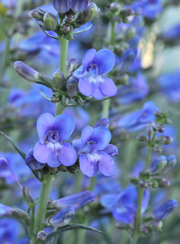 20 US Native Royal Blue Beardtongue Penstemon Seeds