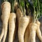 100 English Heirloom Smooth Parsnips Pastinaca Seeds