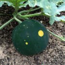 25 Heirloom Watermelon Moon and Stars Citrullus Seeds