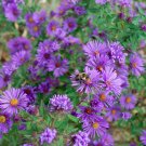 50 Blue New England Aster Symphyotrichum Seeds 50 Blue New England Aster Symphyotrichum Seeds