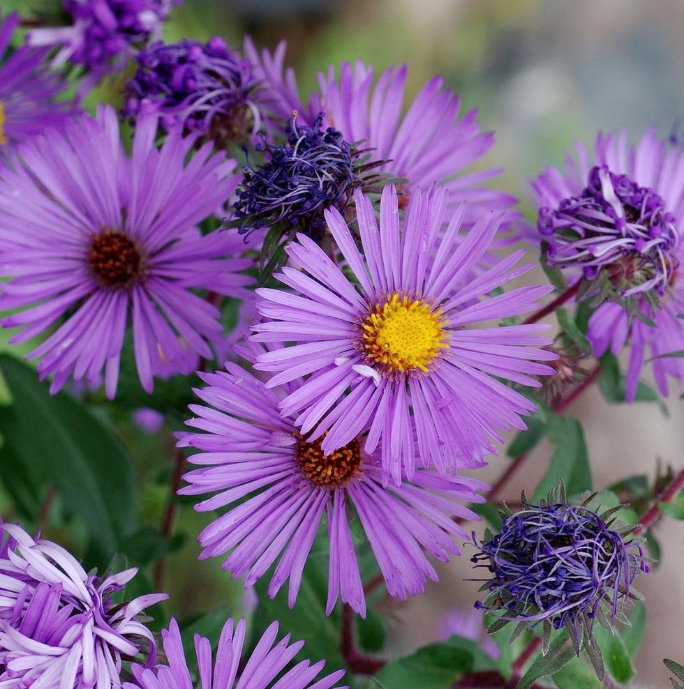 50 Blue New England Aster Symphyotrichum Seeds