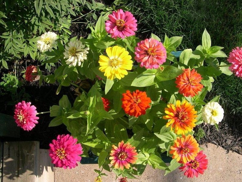 50 Zinnia Flower Swirls Mix Seeds