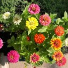 50 Zinnia Flower Swirls Mix Seeds