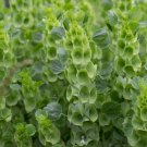150 Green Bells of Ireland Flower Moluccella Seeds 150 Green Bells of Ireland Flower Moluccella Seeds