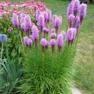 100 Purple Blazing Star Gayfeather Liatris Seeds 100 Purple Blazing Star Gayfeather Liatris Seeds