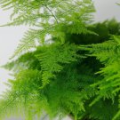10 Plumosa Asparagus Fern Seeds