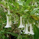 10 White Mini Angel Trumpet Relative Iochroma alba Seeds