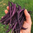 40 Heirloom Purple Podded Bush Bean Royal Burgundy Seeds