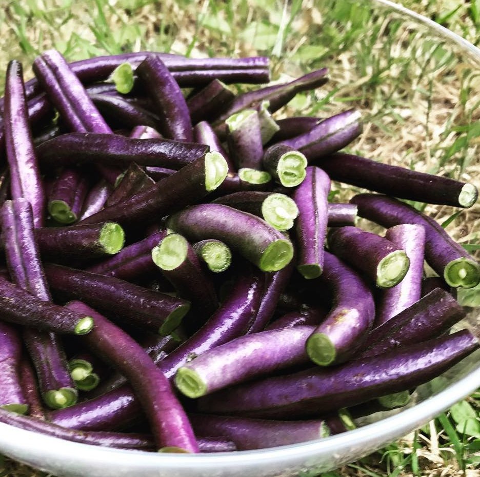 40 Heirloom Purple Podded Bush Bean Royal Burgundy Seeds