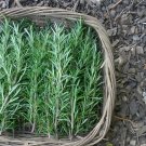 50 Rosemary Herb Organic Rosmarinus Salvia Seeds