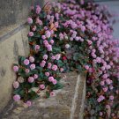 30 Pink Punching Balls Persicaria Polygonum Seeds 30 Pink Punching Balls Persicaria Polygonum Seeds