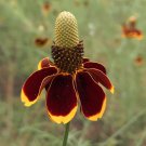 200 Wild Mexican Hat Flower Ratibida Seeds 200 Wild Mexican Hat Flower Ratibida Seeds