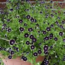 50 Penny Black Flower Nemophila Seeds 50 Penny Black Flower Nemophila Seeds