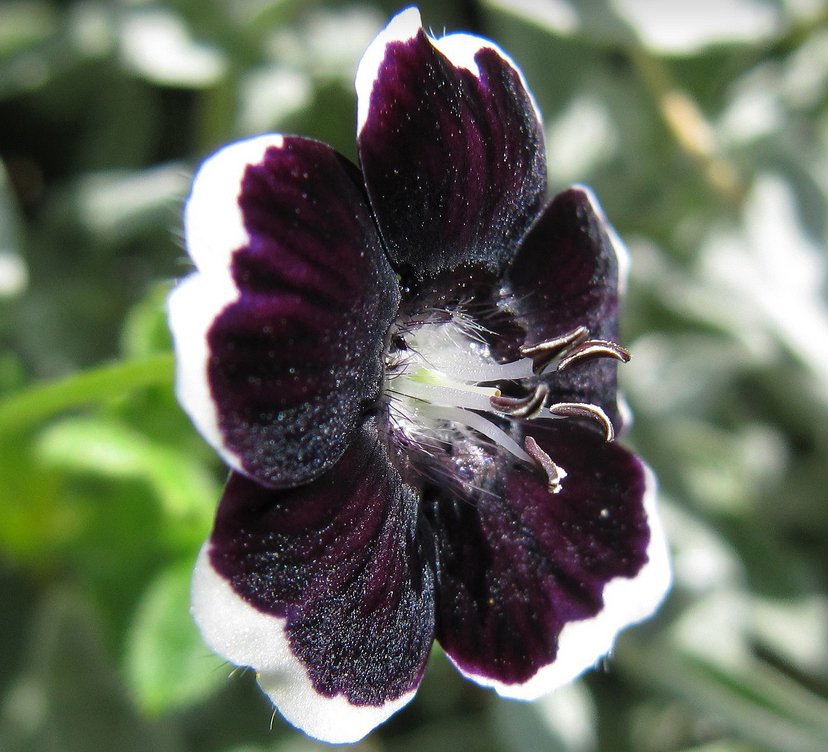 50 Penny Black Flower Nemophila Seeds