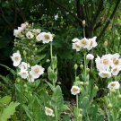 30 Himalayan White Poppy Meconopsis Seeds 30 Himalayan White Poppy Meconopsis Seeds