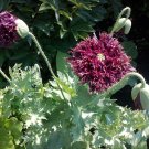 80 Poppy Fringed Black Swan Papaver Seeds 80 Poppy Fringed Black Swan Papaver Seeds