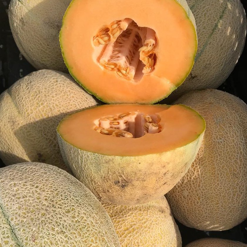 30 Heirloom Cantaloupe Hales Best Jumbo Seeds