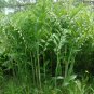 25 US Native Wildflower Solomon's Seal Polygonatum Seeds