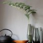 25 US Native Wildflower Solomon's Seal Polygonatum Seeds
