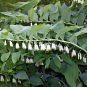 25 US Native Wildflower Solomon's Seal Polygonatum Seeds