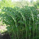 25 US Native Wildflower Solomon's Seal Polygonatum Seeds 25 US Native Wildflower Solomon's Seal Polygonatum Seeds