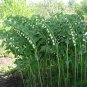 25 US Native Wildflower Solomon's Seal Polygonatum Seeds