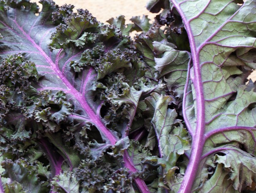 100 Heirloom Red Russian Kale Brassica Seeds