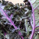 100 Heirloom Red Russian Kale Brassica Seeds