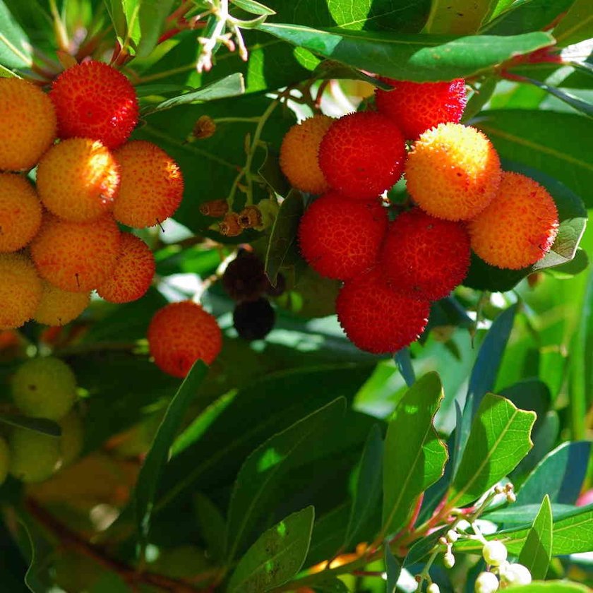 15 Killarney Strawberry Tree Hardy Madrone Arbutus Seeds