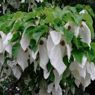 2 White Dove Tree Hardy Davidia Seed Nuts
