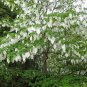 2 White Dove Tree Hardy Davidia Seed Nuts
