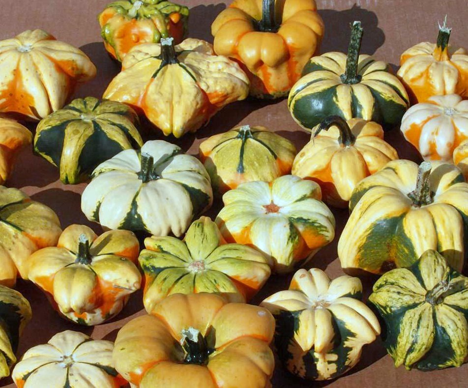 8 Ornamental Daisy Flower Gourd Seeds