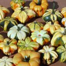 8 Ornamental Daisy Flower Gourd Seeds