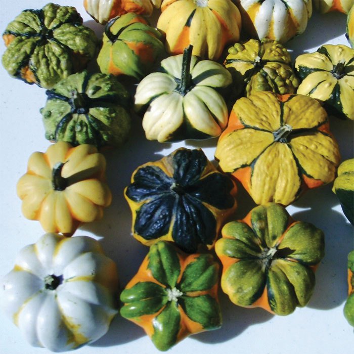 Ornamental Gourd Seeds Canada at Amanda Russell blog