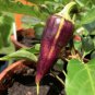 20 Violet Sparkle Sweet Pepper Seeds