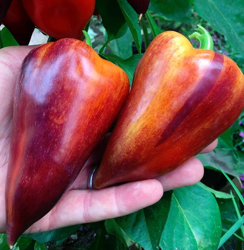 20 Violet Sparkle Sweet Pepper Seeds