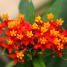50 Bloodflower Butterfly Milkweed Asclepias Seeds 50 Bloodflower Butterfly Milkweed Asclepias Seeds