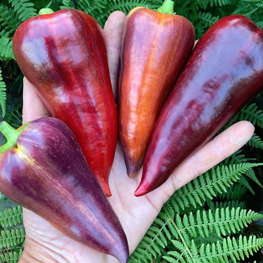 20 Violet Sparkle Sweet Pepper Seeds