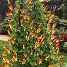 15 Fire Cracker Vine Mina Lobata Seeds