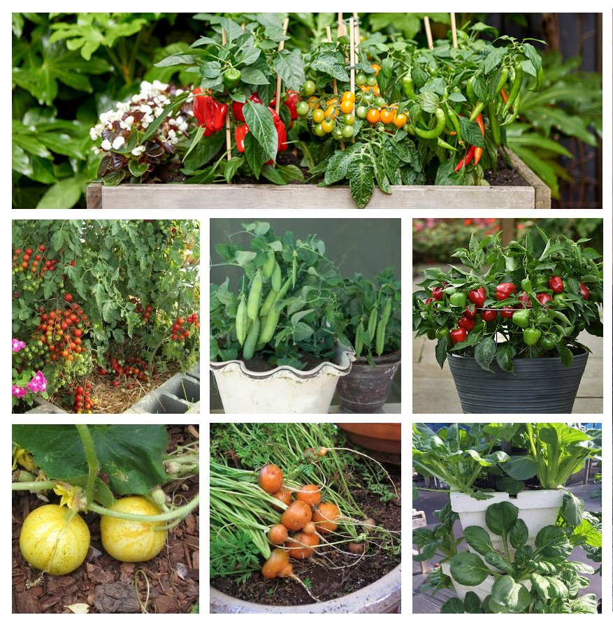 Patio or Balcony Container Vegetable Seed Collection