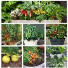 Patio or Balcony Container Vegetable Seed Collection