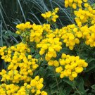 20 Yellow Bush Slipperwort Calceolaria Seeds 20 Yellow Bush Slipperwort Calceolaria Seeds