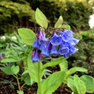 30 US Native Wildflower Virginia Bluebell Seeds 30 US Native Wildflower Virginia Bluebell Seeds