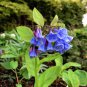 30 US Native Wildflower Virginia Bluebell Seeds