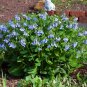 30 US Native Wildflower Virginia Bluebell Seeds