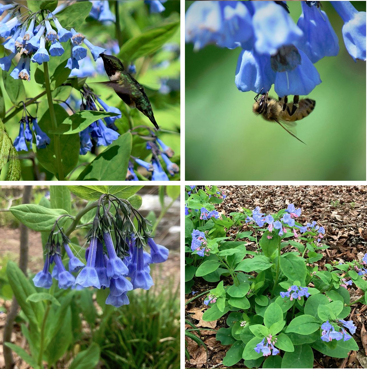 30 US Native Wildflower Virginia Bluebell Seeds